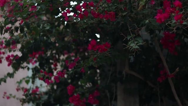 Canon EOS 750D with Canon EF 50mm f/1.8 STM video test Old Yafo смотреть онлайн