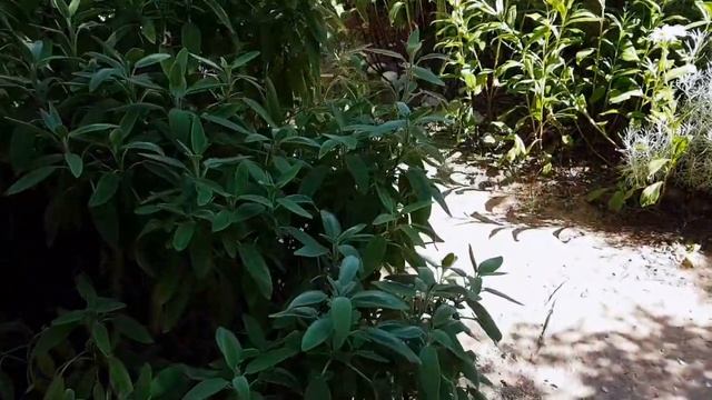Мой Француз Копается в Саду, ворчит на меня смотреть онлайн
