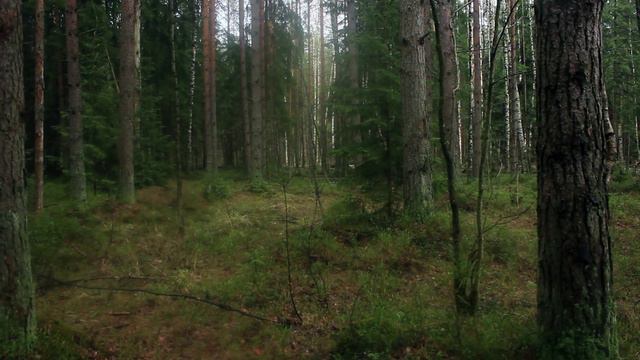 Проблемный репортаж "Разрушая жизнь" смотреть онлайн