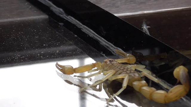 Завел домашнего скорпиона Альберта | скорпион в домашних условиях смотреть онлайн
