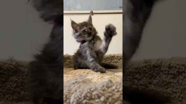 IMG 6343 Окрас черный дым смотреть онлайн