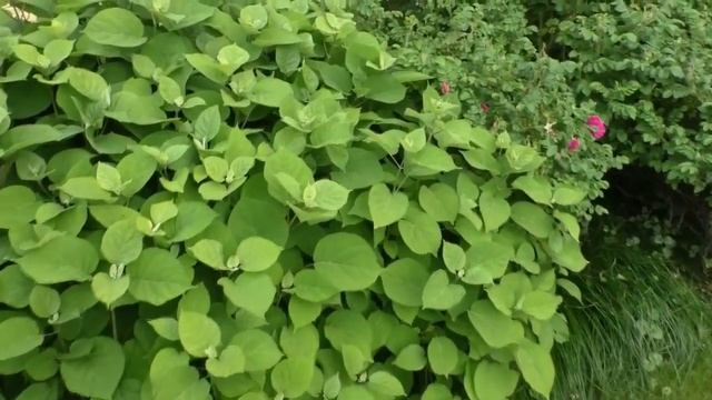 Садовые композиции из декоративных кустарников. Идеи для сада. Дизайн сада своими руками. смотреть онлайн