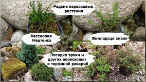 Редкие вересковые растения - кассиопея Мертенса и филлодоце сизая. Посадка вереска.