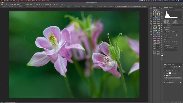 TOPAZ MASK AI/PHOTOSHOP: Flower Edit Tutorial