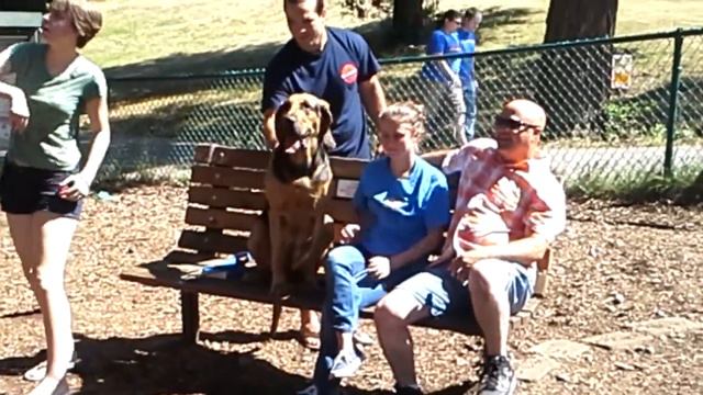 Morgan the Bloodhound found safety at the dog park смотреть онлайн