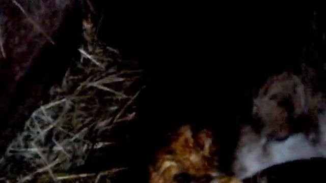 Окотилась овца 2014 смотреть онлайн