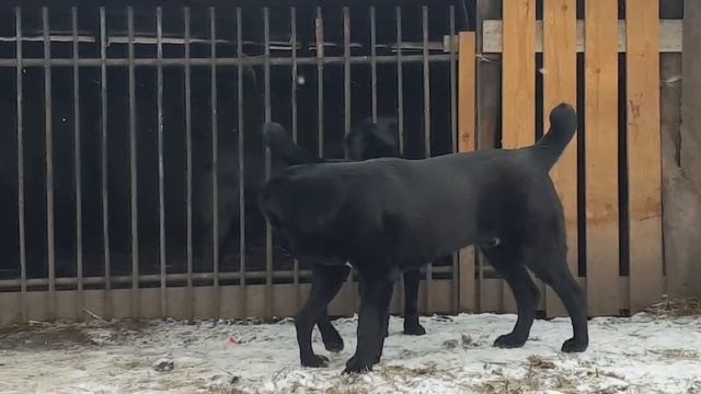 питомник АЗ Марал Ульяновск наши питомцы))) смотреть онлайн