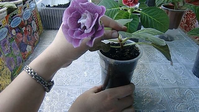 ?ШОУ ГЛОКСИНИЙ !!! СОРТА ГЛОКСИНИЙ №1 ! ?How to grow gloxinia part №1 смотреть онлайн