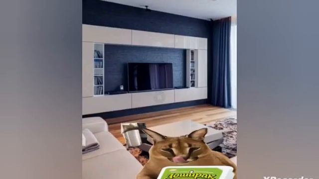 Шлёпа и квест Священный Пельмень "4 серия" последняя серия ! ! ! 🤯😱 смотреть онлайн