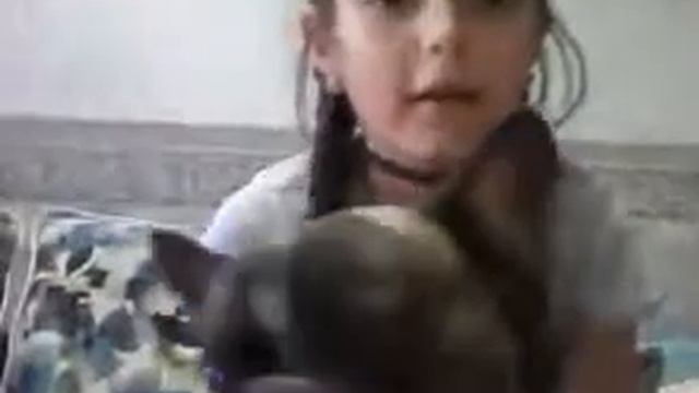 Собаки: разные породы и их тренировка