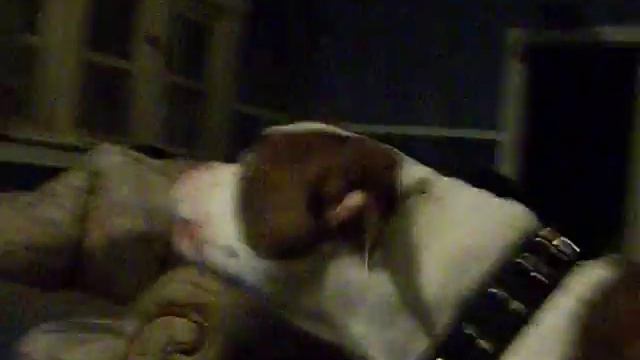 Pitbull Vs. Guy in Mask смотреть онлайн