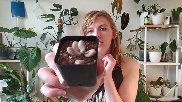 I Am Collecting Succulents! Viola Joli Jardin Unboxing смотреть онлайн