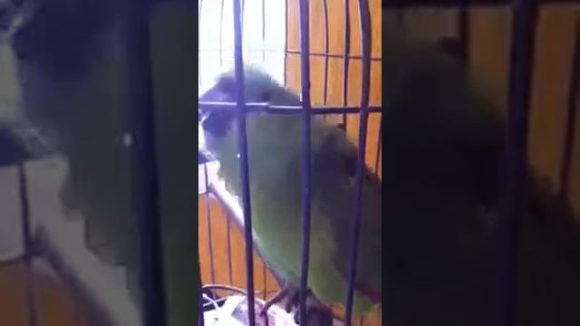 Птица плачет ахринеть смотреть онлайн