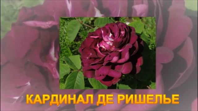 ФРАНЦУЗСКИЕ РОЗЫ - ВЕЛИКОЛЕПИЕ В САДУ смотреть онлайн