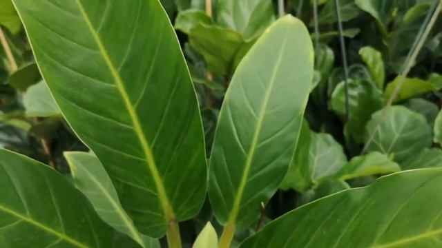 Philodendron Martianum 80cm Height | Live From The Nursery Series