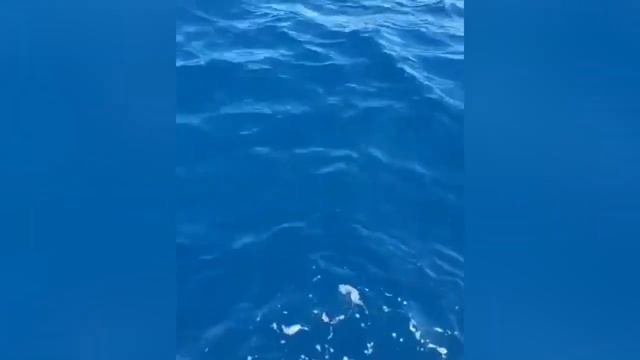 VL.ru - Удачный улов рыбаков у острова Аскольд смотреть онлайн