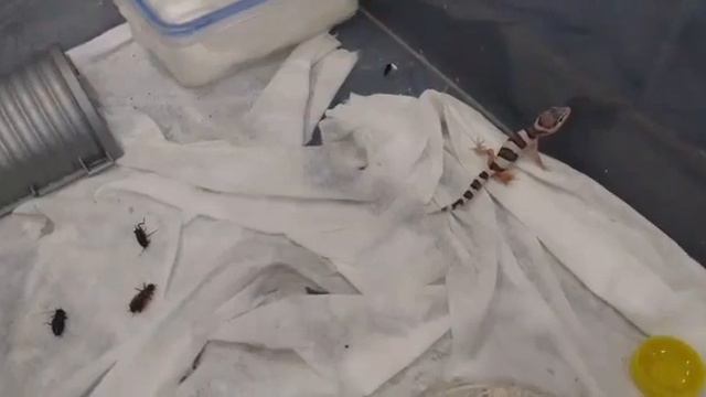 ЭУБЛЕФАР / НАШ НОВЫЙ ПИТОМЕЦ. смотреть онлайн