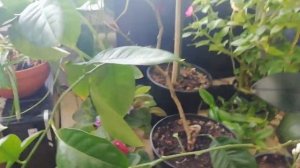 Секрет цветения лимона