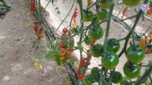 Очень сладкий черри Свит Миллион F1