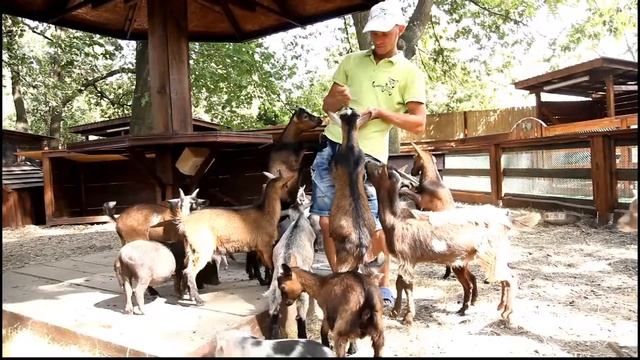 Animal Park Мини козы смотреть онлайн