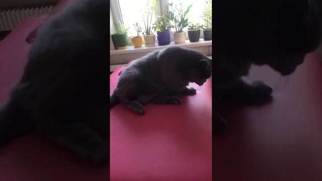 #котики #животные #британские смотреть онлайн