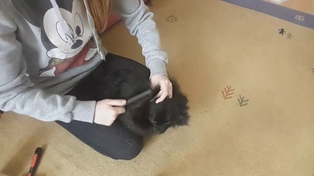 уход за шерстью Шпица смотреть онлайн