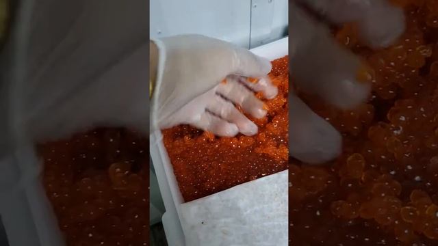 Икра красная Кета смотреть онлайн