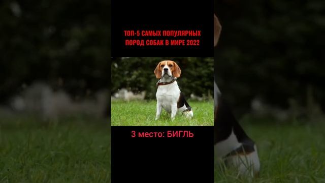 САМЫЕ ПОПУЛЯРНЫЕ ПОРОДЫ СОБАК В МИРЕ 2022 #собаки# смотреть онлайн