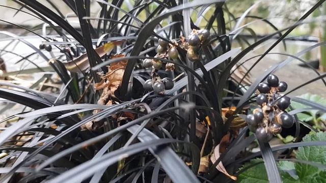 Ophiopogon planiscapus "Nigrescens" black dragon grass. смотреть онлайн