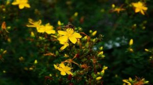 ИНТЕРЕСНЫЕ ФАКТЫ О ТРАВЕ ЗВЕРОБОЙ.