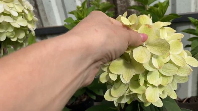 Обзор части моих гортензий на 25.08🪴 смотреть онлайн