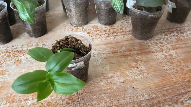 дела цветочные. начеренковала традисканции смотреть онлайн