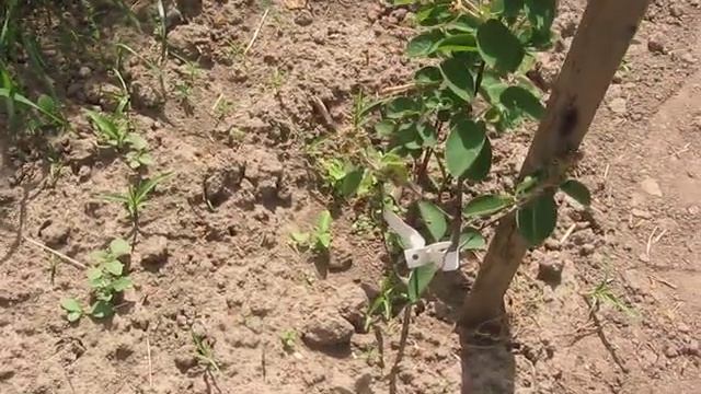 Что за ягода- ирга ? смотреть онлайн