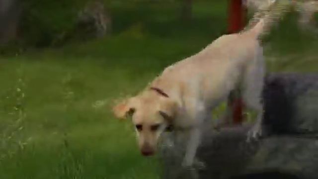 22.04.13. Такая жизнь. Собака-поводырь смотреть онлайн