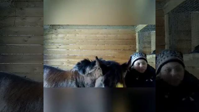 Когда на конюшне скучно) смотреть онлайн