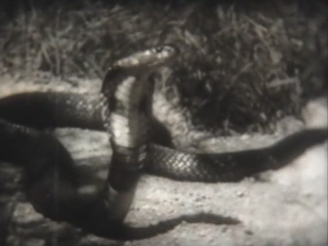 Биология. Пресмыкающиеся. Змеи. 1962 г.