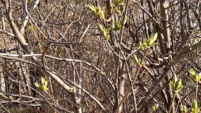 Воробьи собрание устроили с утра пораньше. Природа в городе. смотреть онлайн