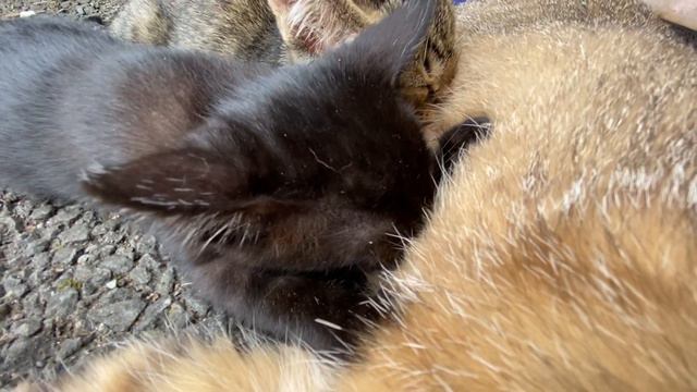 眠そうな母猫のミルクをゴクゴク飲むかわいい子猫【黒猫とキジトラ家族・野良猫】 смотреть онлайн
