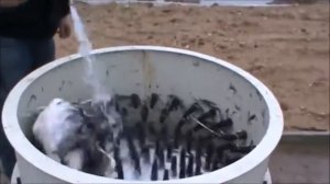 Ощип гуся с помощью перосъемной машины Спрут 700