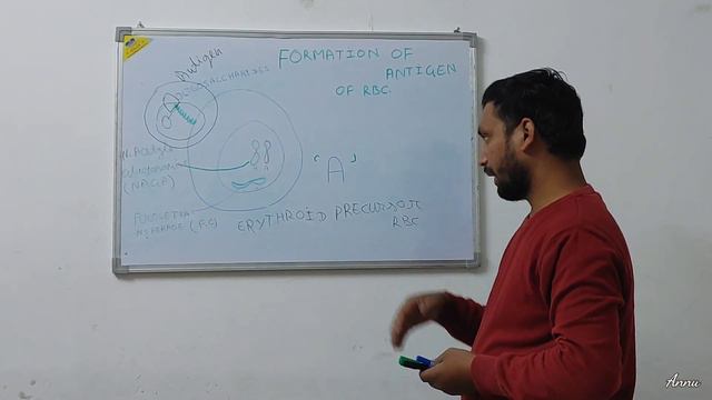 Formation Of Antigen On R.B.C смотреть онлайн