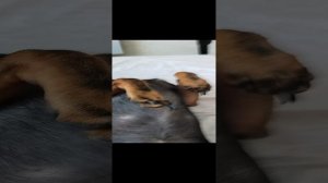 #собакаспака