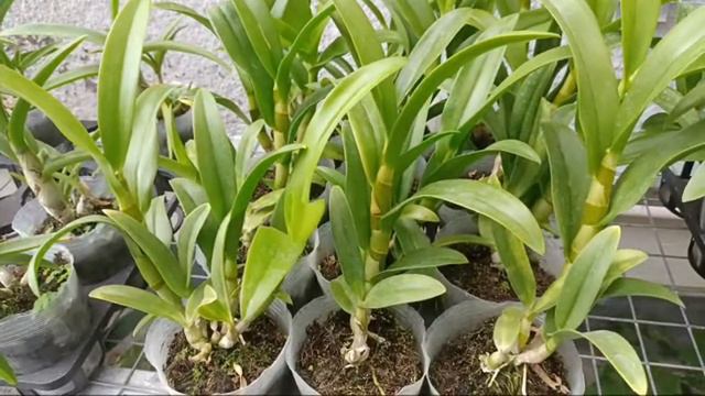 Jual Murah Anggrek Dendrobium Blue смотреть онлайн