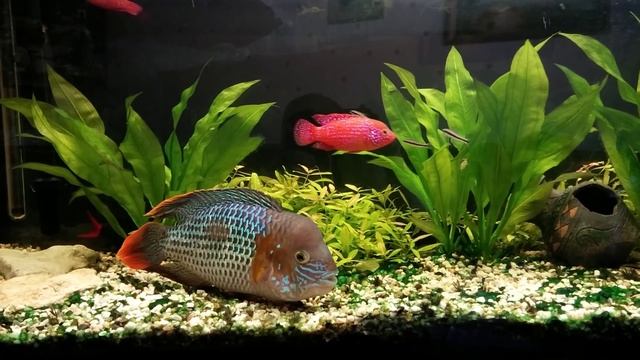 Акара бирюзовая - Andinoacara rivulatus смотреть онлайн