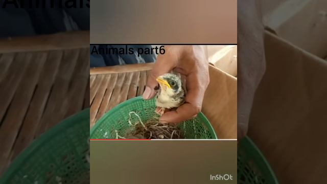 Уход за маленькими птицами🐥🐥🐥🐥Keeping chickens😘 смотреть онлайн