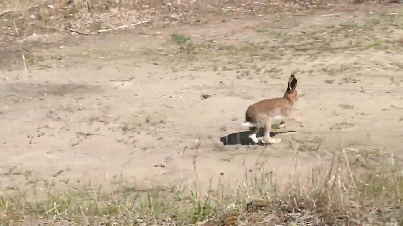 Ручной дикий заяц Витëк на нефтебазе смотреть онлайн