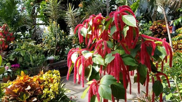 Acalypha hispida - Chenille Plant смотреть онлайн