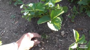 Что будет, если замульчировать клубнику, малину и картофель опилками