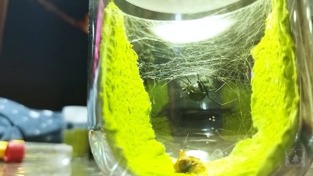 Каракурт (Latrodectus tredecimguttatus). Содержание смотреть онлайн