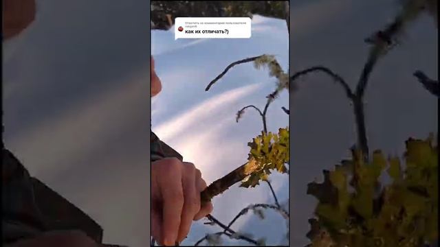 #короткиевидео #shorts.Как определить в лесу мох бородач(уснея) смотреть онлайн