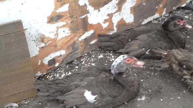 Племенные селезни индоутки смотреть онлайн